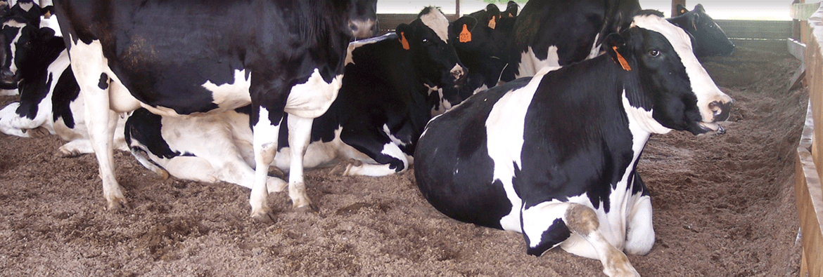 Agricultural – Animal Bedding