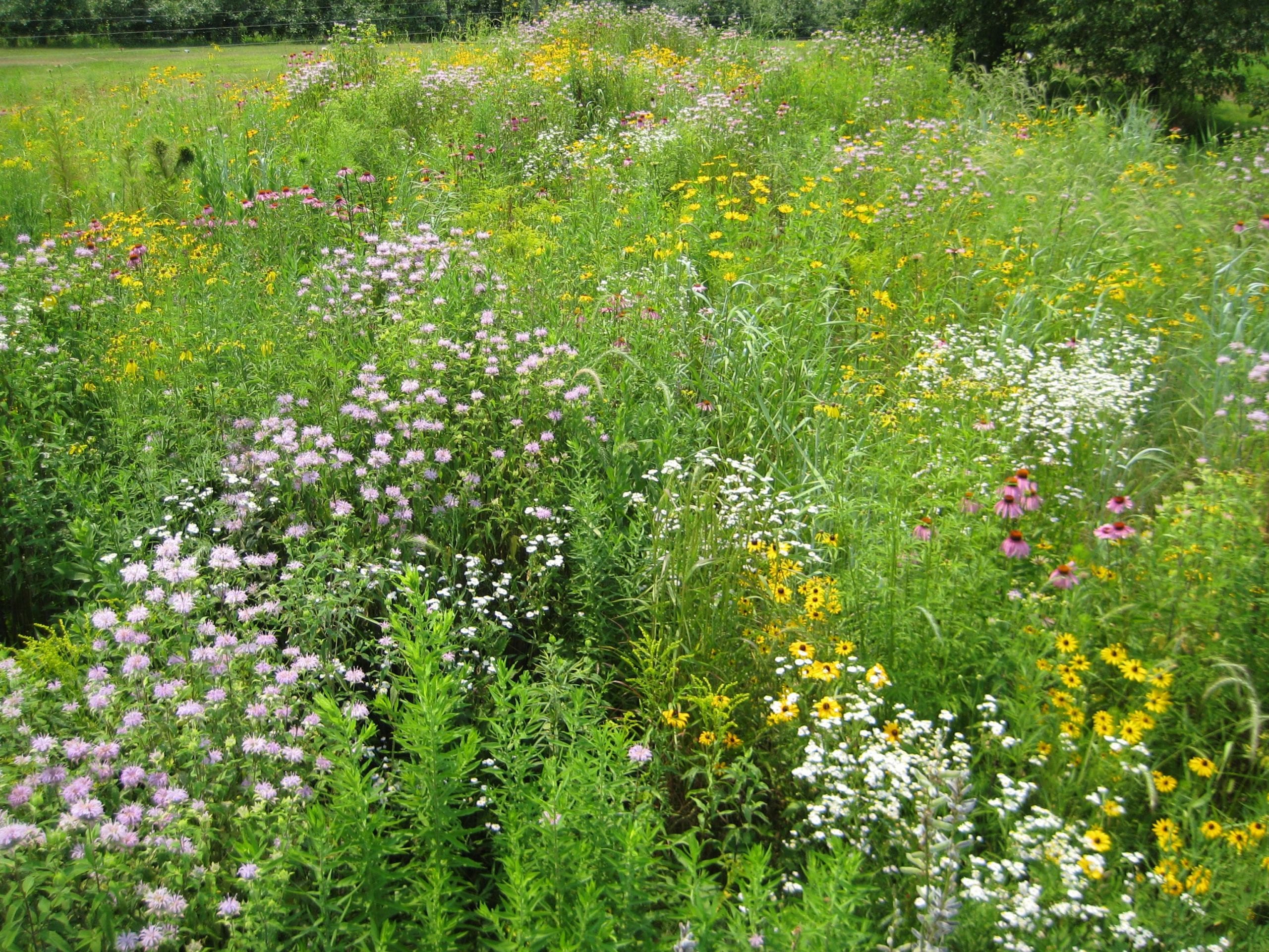 RMI Bee Project, Creating Habitat for Native Pollinators